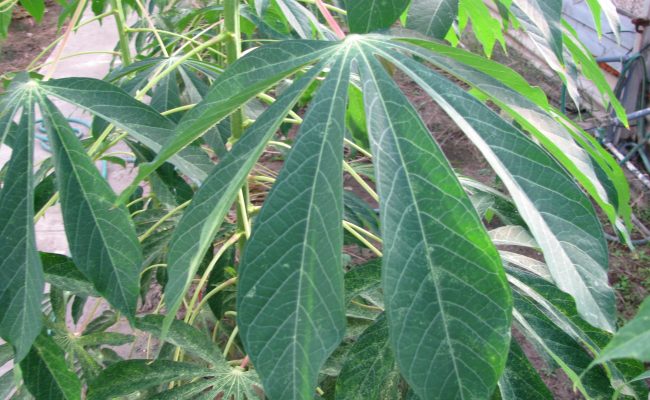 Cassava - Science180 (1)