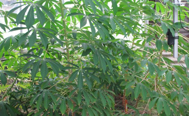 Cassava - Science180 (3)