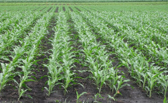 Corn - Science180 (6)