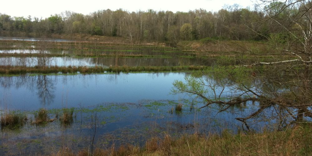 Landscape - Science180 - Nathanael-Israel Israel