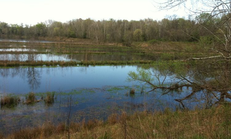 Landscape - Science180 - Nathanael-Israel Israel