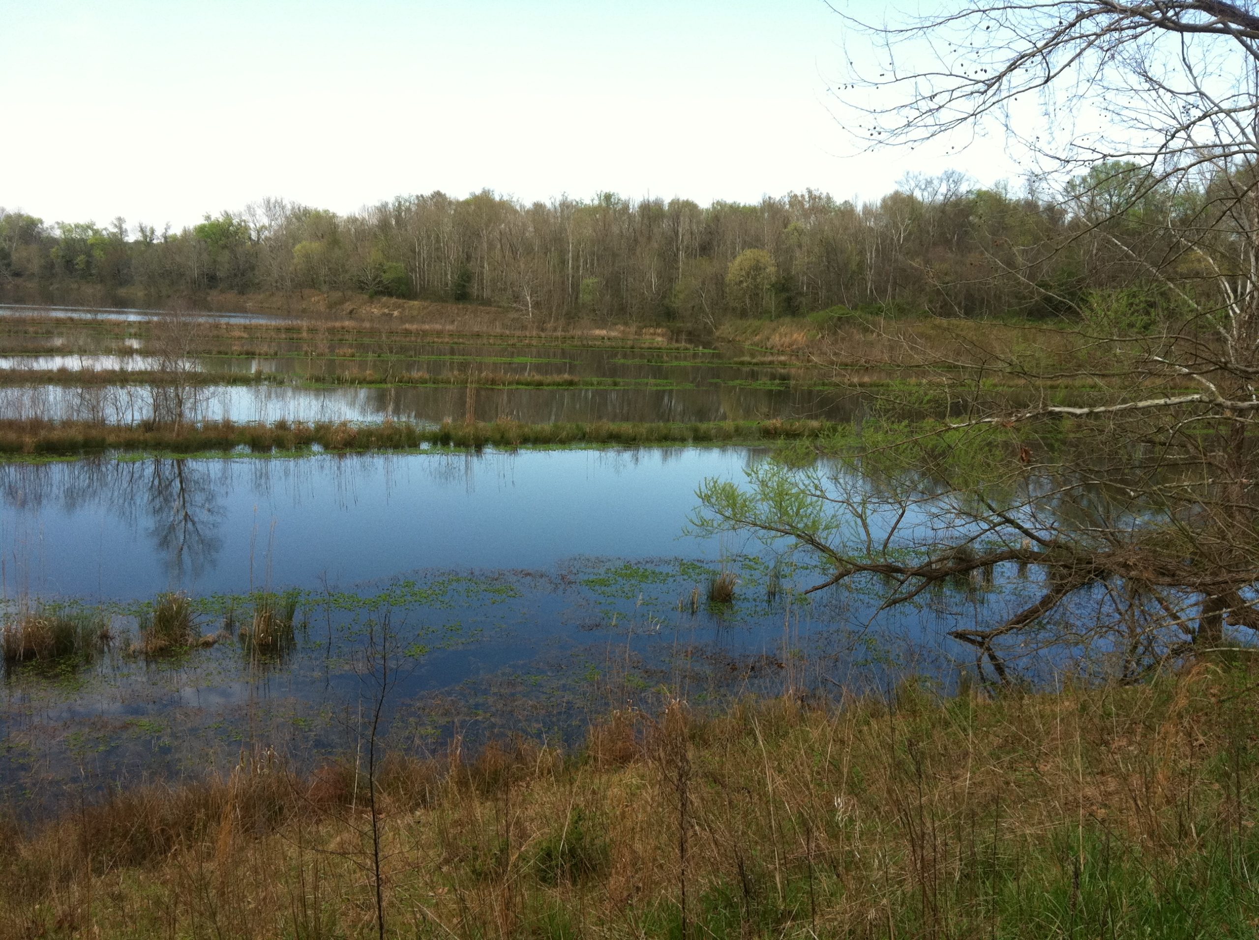 Landscape - Science180 - Nathanael-Israel Israel